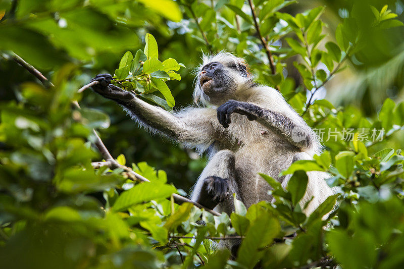 桑给巴尔红疣猴(Procolobus kirkii)